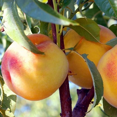 Персики в Липецке