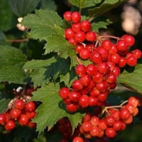 Калина