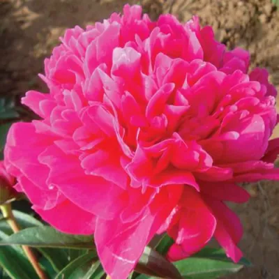 Пион РУБИНОВЫЙ СВЕТ травянистый в Липецке