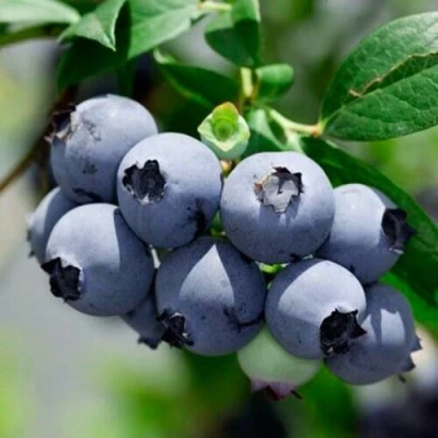 Голубика СИЕРРА в Липецке