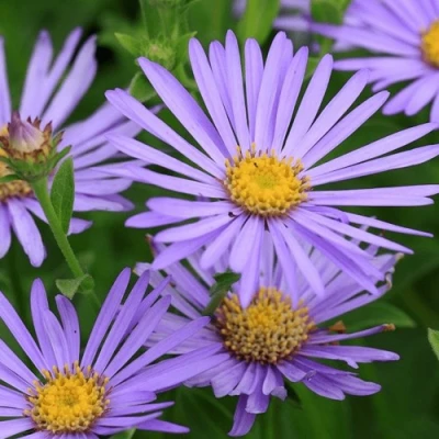 Астра ЛЕДИ ИН БЛЮ в Липецке