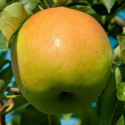 Яблоня МУТСУ в Липецке