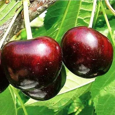 Черешня САММИТ в Липецке