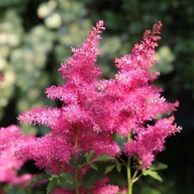 Астильба САННИ ДЕЙ гибридная в Липецке