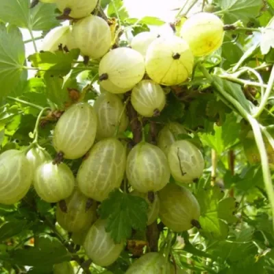 Крыжовник ИНВИКТА в Липецке