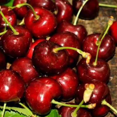 Черешня САММИТ в Липецке