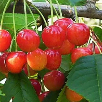 Черешня ДОНЧАНКА в Липецке