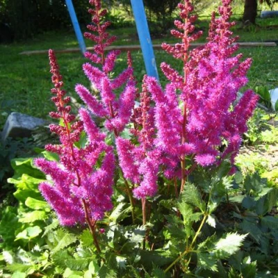 Астильба ЭЛИЗАБЕТ ВАН ВИН японская в Липецке