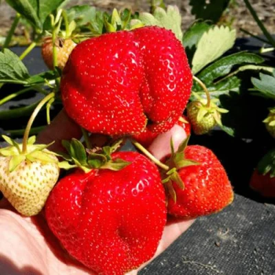 саженцы клубники Априка