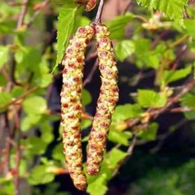 Береза бородавчатая в Липецке