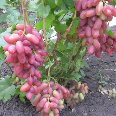 Виноград ЮЛИАН в Липецке