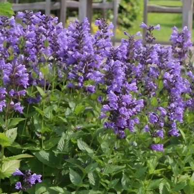 Котовник БЛЮ ДРИМС полусидячий в Липецке