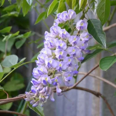 Глициния макростахия БЛЮ МУН в Липецке