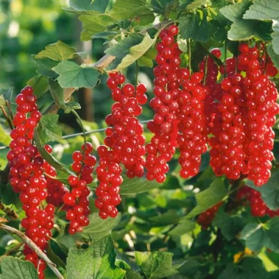 Смородина красная РУДНЕУС в Липецке