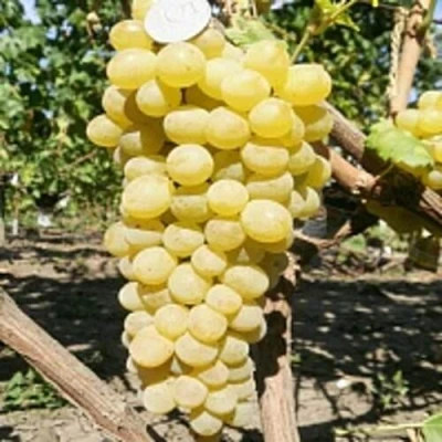 Виноград КИШМИШ ЗОЛОТЦЕ в Липецке