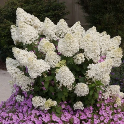 саженцы гортензии метельчатой Бобо