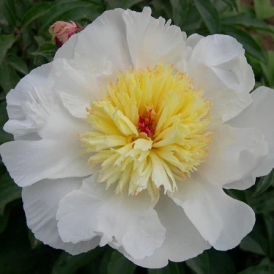 Пион ЗОЛОТОЙ АМУЛЕТ травянистый в Липецке