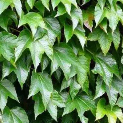 Девичий виноград тройчатый ВИЧИ в Липецке