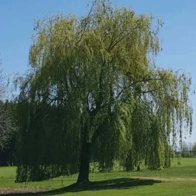 Ива белая в Липецке