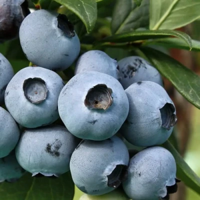 Голубика НЕЛЬСОН в Липецке