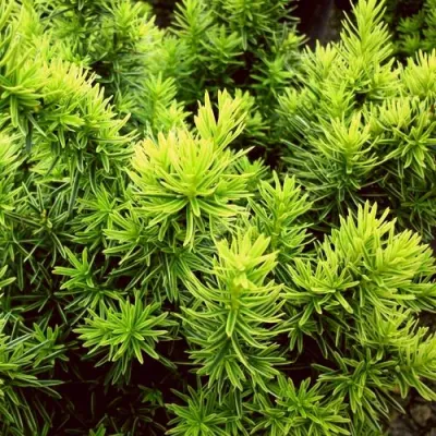 Тис ДАВИД ягодный в Липецке