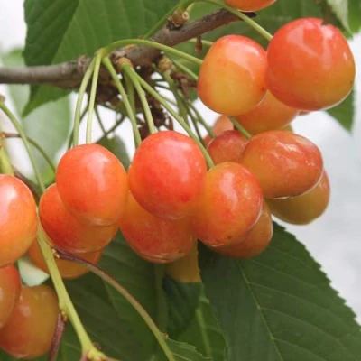 черешня Северная