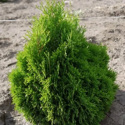 Туя МИКИ западная в Липецке