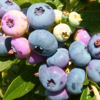 Голубика ЭЛИЗАБЕТ в Липецке