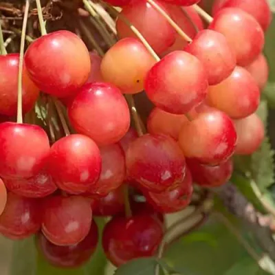 Черешня ЮЛИЯ в Липецке