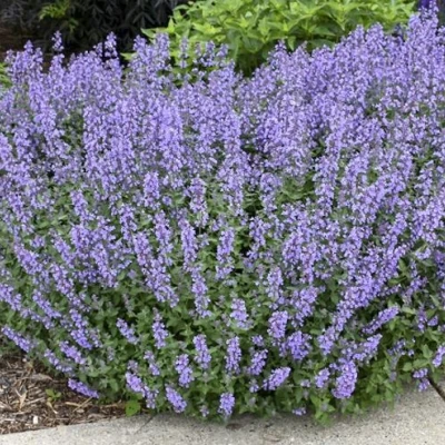 Котовник СИКС ХИЛЛС ГИАНТ в Липецке