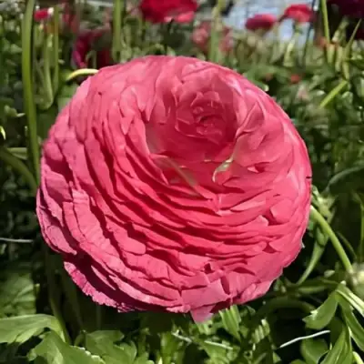 Ранункулюс МЕРКУРИ романс в Липецке
