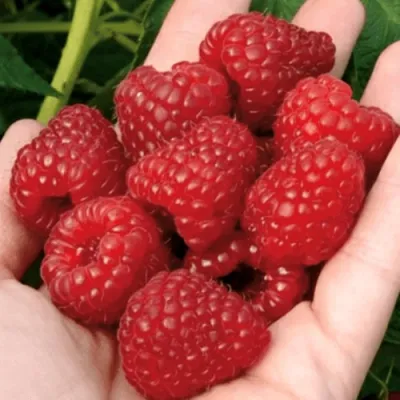 Малина РУБИФОЛ в Липецке