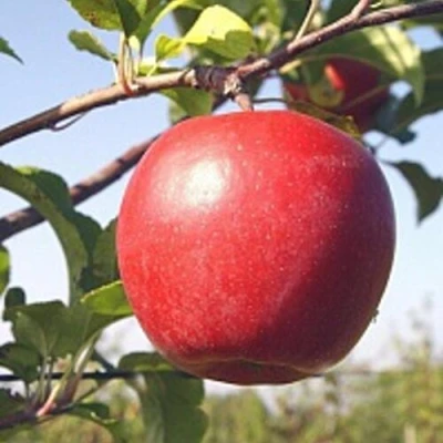 Яблоня ЛИГОЛ в Липецке