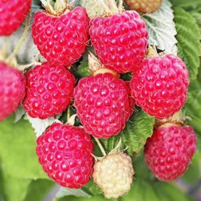 Малина ОКТАВИЯ в Липецке