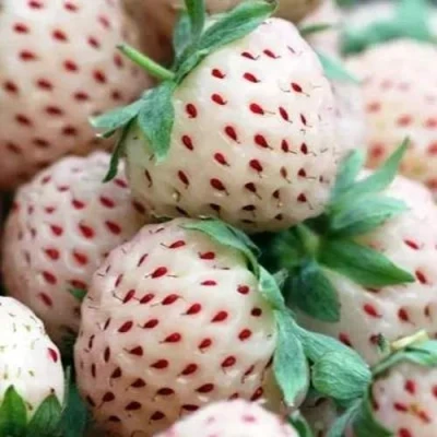 саженцы клубники Ананаса