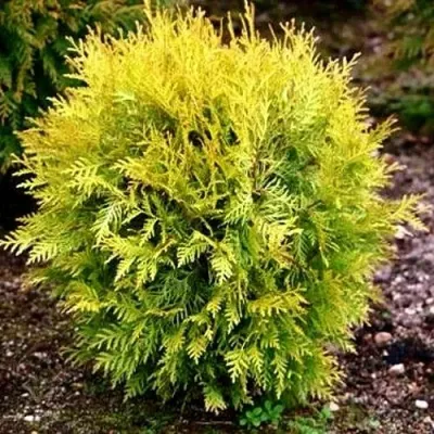 Туя ГЛОБОЗА АУРЕА западная в Липецке