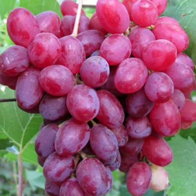 Виноград КИШМИШ ВЕЛЕС в Липецке