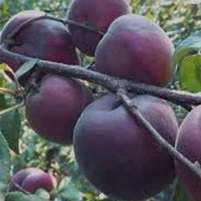 Абрикос ЧЕРНЫЙ БАРХАТ в Липецке