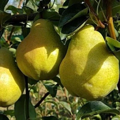 Груша СОКРОВИЩЕ в Липецке