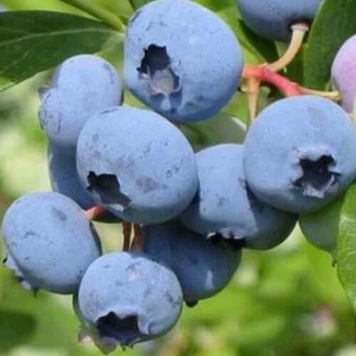 Голубика ДАРРОУ в Липецке