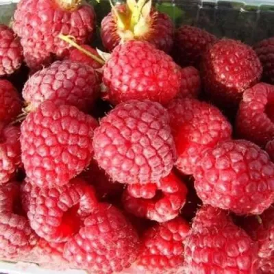 Малина ПОЛЕСЬЕ в Липецке