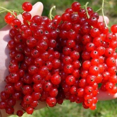 Смородина красная РЕД ПУЛ в Липецке