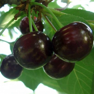 Дюк КСЕНИЯ (ЧЕРЕВИШНЯ) в Липецке