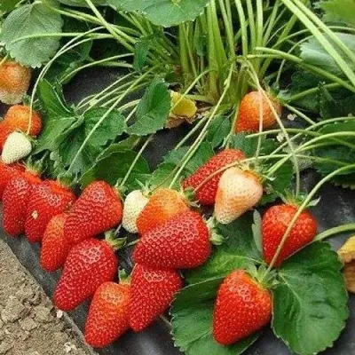 Клубника РОКСАНА в Липецке