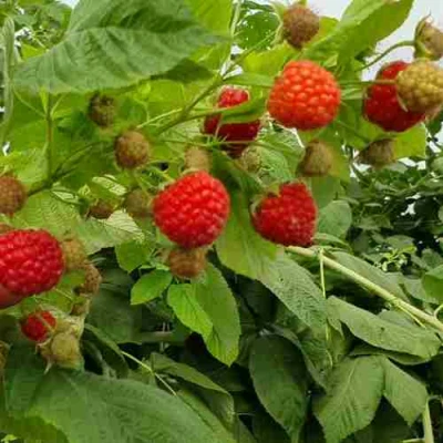 Малина КВЕЛЛИ в Липецке