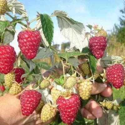 Малина ЖАР-ПТИЦА в Липецке