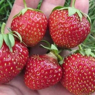 саженцы клубники Вима Занта