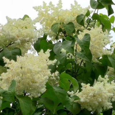 Сирень АМУРСКАЯ в Липецке