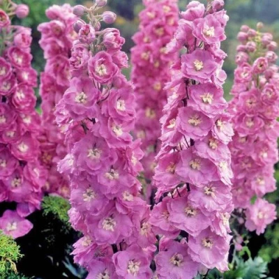 Дельфиниум ДЕЛЬФИС ПИНК ПАУЭ высокий в Липецке