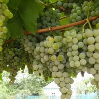 Виноград АНАНАСНЫЙ РАННИЙ в Липецке
